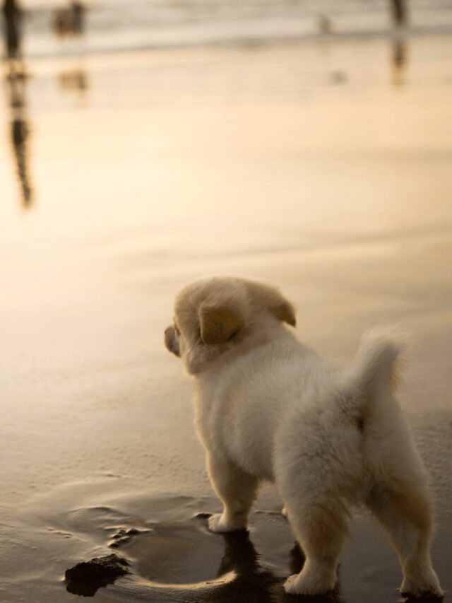 Hobie Beach: Miami’s Windsurfing and Dog Lovers Destination