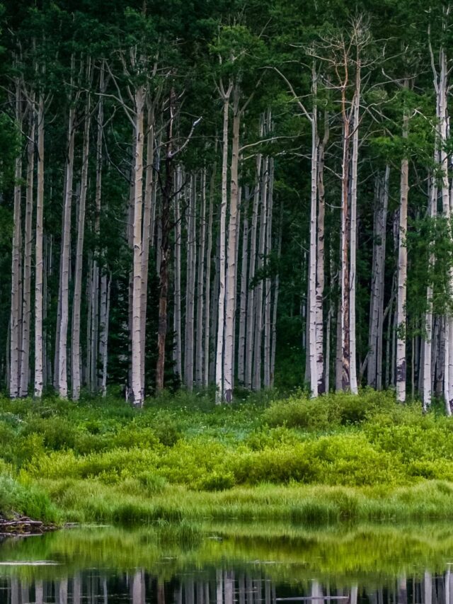 Exploring Big Cottonwood Canyon Nature's Retreat