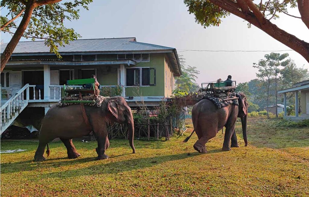 A Thrilling Kaziranga Elephant Safari Experience in 2024